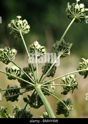 La parte inferiore di un gigante di Porco di semi di erbaccia testa e fiori Foto Stock