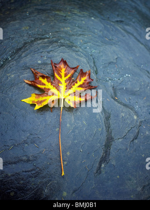 Autumn Leaf floating in acqua Foto Stock