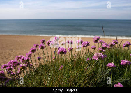 L'Armeria maritima rosa mare parsimonia cresce a Chesil Beach, Dorset, Regno Unito Foto Stock