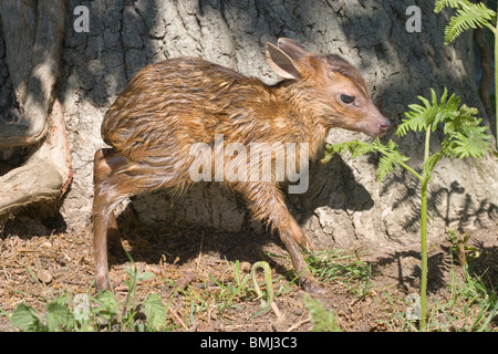 Muntjac Deer (Muntiacus reevei). Fawn, appena nato, sui suoi piedi per la prima volta. Foto Stock