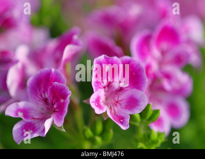 Pelargonium crispum (limone-profumato geranio). Foto Stock