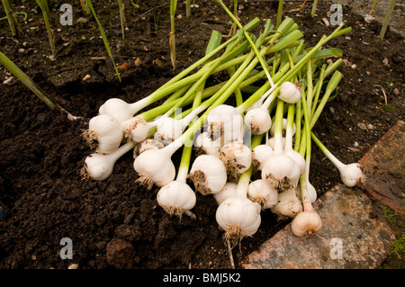 Appena raccolto aglio dal giardino Foto Stock