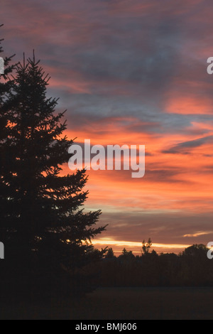 Silhouette di Evergreen a Sunrise, Calgary, Alberta, Canada Foto Stock