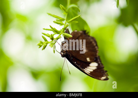 Golders Hill Park , butterfly Papilio Polytes o comune , Mormone adulto Ciro , nativi Asia , arroccato sulla lamina Foto Stock