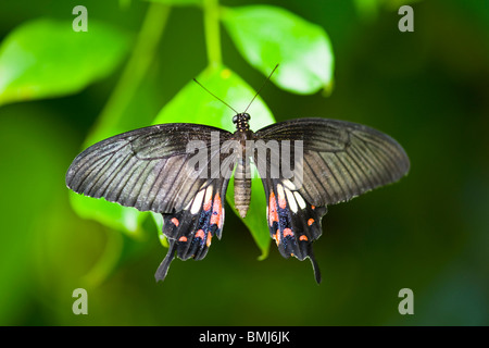 Golders Hill Park , butterfly Papilio Polytes o comuni o mormone , forma femminile stichius , nativi Asia , crogiolarsi sulla lamina Foto Stock