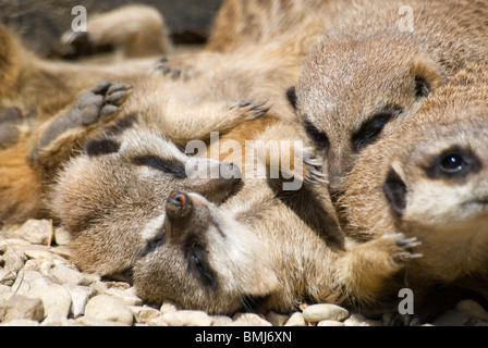 Meerkat (Suricata suricatta) Famiglia raggomitolati insieme a Dudley Zoological Gardens Foto Stock