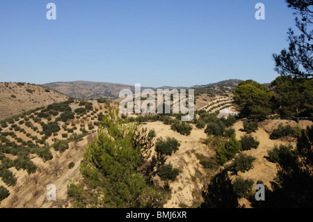 Vista sugli uliveti e la campagna, Algarinejo, provincia di Granada, Andalusia, Spagna, Europa occidentale.. Foto Stock