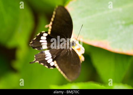 Golders Hill Park , butterfly Papilio Polytes o comune , Mormone adulto Ciro , nativi Asia , crogiolarsi in fiore Foto Stock