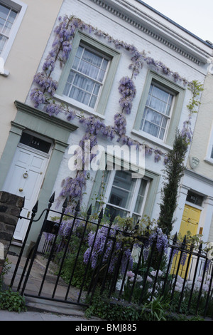 Meravigliosamente addestrati, ancora non completamente fiorì Wysteria (Wysteria Sinensis) che ornano una townhouse in Campden Hill Road, Kensington. Foto Stock