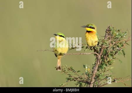 Bambini e adulti poco gruccione, Merops pusillus, il Masai Mara riserva nazionale, Kenya Foto Stock