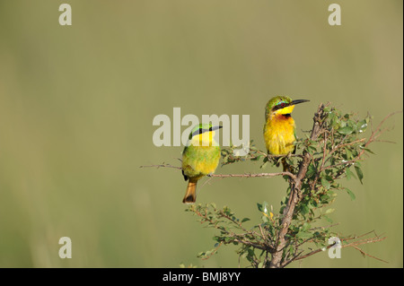 Bambini e adulti poco gruccione, Merops pusillus, il Masai Mara riserva nazionale, Kenya Foto Stock