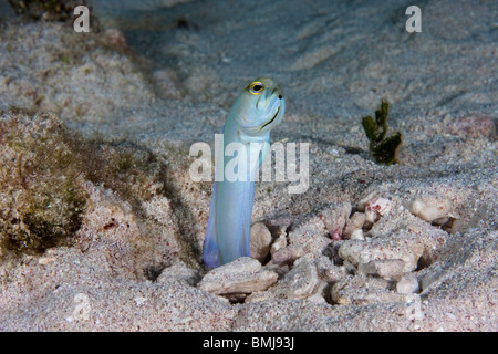 Maschio con testa gialla Jawfish con uova in bocca (Opistognathus aurifrons) spuntando fuori del suo borough in Isole Cayman Foto Stock