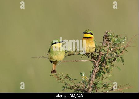 Bambini e adulti poco gruccione, Merops pusillus, il Masai Mara riserva nazionale, Kenya Foto Stock