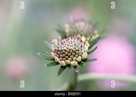 La Scabiosa colombari 'rosa nebbia' piccolo scabious, 'rosa nebbia' Scabiosa 'Butterfly rosa', Scabiosa 'rosa nebbia' 'rosa nebbia' è un montante, ramificato deciduo perenne con lineari o lobate grigio-verde delle foglie e fiori di colore rosa con più pallida di centri in estate e in autunno. Foto Stock