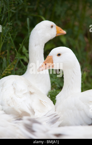 Bianco domestico oca Embden , Hampshire, Inghilterra. Foto Stock