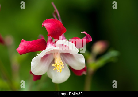 Aquilegia " Crimson Star' in fiore in tarda primavera Foto Stock
