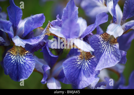 Close up di blu brillante fioritura di Iris in un giardino inglese Foto Stock