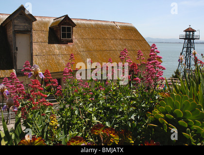 Fiori e piante colorate sulla isola di Alcatraz vicino a San Francisco davanti alla torre di protezioni e casa di cella Foto Stock