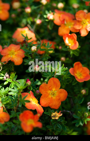 Potentilla fruticosa 'Hopley Arancione', fioritura in tarda primavera Foto Stock