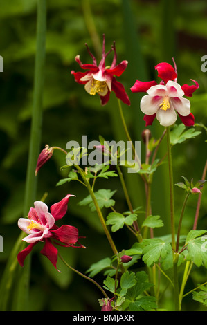 Aquilegia " Crimson Star' in fiore in tarda primavera Foto Stock