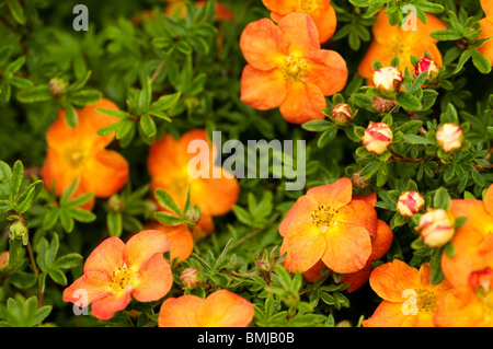 Potentilla fruticosa 'Hopley Arancione', fioritura in tarda primavera Foto Stock