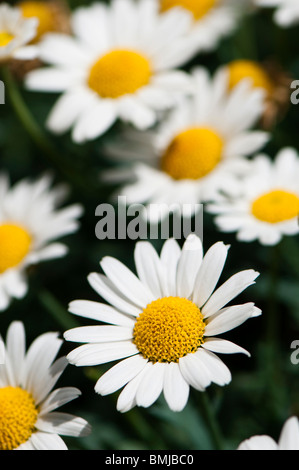 Bianco erbacee margherite in fiore Foto Stock