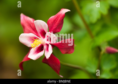 Aquilegia " Crimson Star' in fiore in tarda primavera Foto Stock