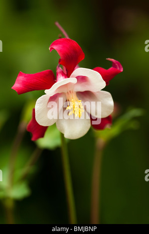 Aquilegia " Crimson Star' in fiore in tarda primavera Foto Stock