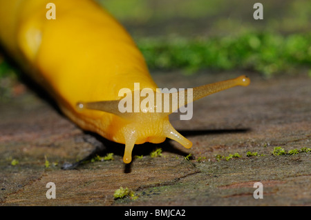 Foto di stock di una banana slug scalata del tronco di un gigantesco albero di sequoia nel Parco Nazionale di Redwood in California. Foto Stock