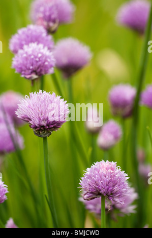 Erba cipollina, Allium schoenoprasum, in fiore in tarda primavera Foto Stock