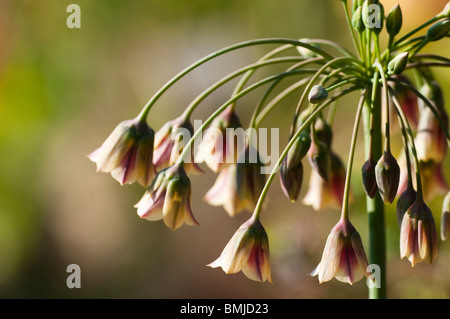 Allium bulgaricum subsp. Nectaroscordum siculum in fiore in tarda primavera Foto Stock