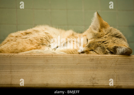 Sandcat dormire in Zoo di Berlino, Germania. Foto Stock