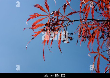 Fragile vibrante rosso giapponese Acer leafs retroilluminati vivaci contro il cielo blu e chiaro. Foto Stock