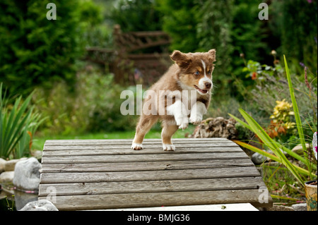 Pastore australiano cane - cucciolo Foto Stock