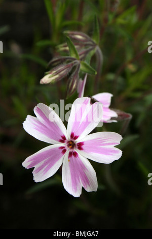 Candy Stripe o Moss Phlox Phlox subulata presi in Cumbria, Regno Unito Foto Stock