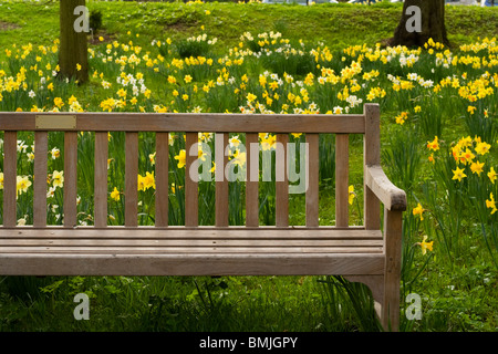 Panca su un campo di narcisi Foto Stock