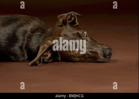 La metà del cane di razza (tedesco Shorthaired puntatore/Harz cane Fox) - giacente Foto Stock