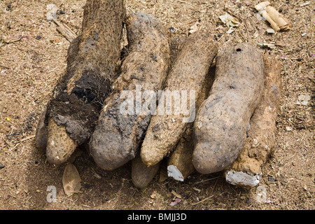 Africa occidentale Benin. Close-up shot di piante di manioca per la vendita al mercato all'aperto. Foto Stock