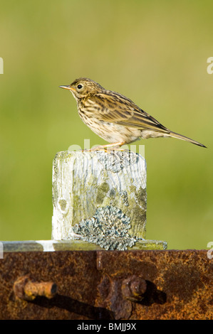 Meadow Pipit Anthus pratensis appollaiato su un palo da recinzione Isle of Mull Scotland Regno Unito Foto Stock