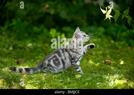 Shorthair britannico. Gattino tabby d'argento su un prato che gioca con una aleaf Foto Stock