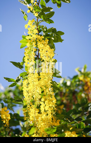 La Scandinavia, Svezia, Stoccolma, maggiociondoli blossom, close-up Foto Stock