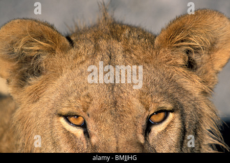 Africa, Botswana Chobe National Park, stretto dettaglio di Lion agli occhi (Panthera leo) in Savuti Marsh all'alba Foto Stock