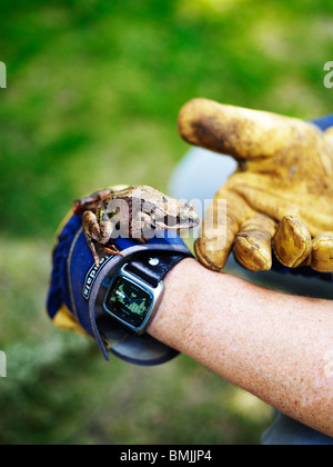 La Scandinavia, Svezia, rana su mano umana, close-up Foto Stock