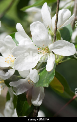 Malus 'John Downie' Crab Apple fiori Foto Stock