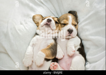 Beagle. Due cuccioli che dormono su una coperta. Foto Stock