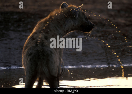 Il Botswana, Chobe National Park, Spotted Hyena (Crocuta crocuta) bere acqua dal foro nel Savuti Marsh al tramonto Foto Stock