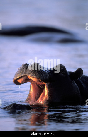 Il Botswana, Moremi Game Reserve, Hippopotamus (Hippopotamus amphibius) sbadigli in piscina lungo il fiume Khwai al crepuscolo Foto Stock