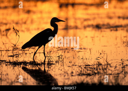 Africa, Botswana, Moremi Game Reserve, giallo-bill Garzetta (E. intermedia) pesci nel fiume Khwai al tramonto Foto Stock