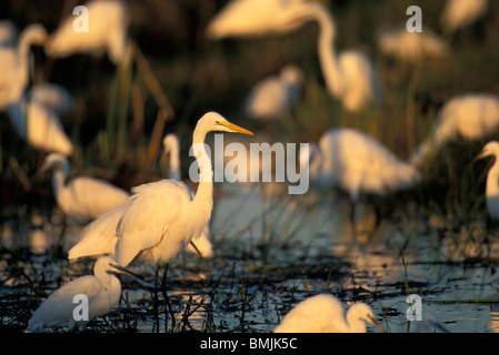 Il Botswana, Moremi Game Reserve, grande Garzetta (Egretta casmerodius) & giallo-bill Garzetta (E. intermedia) in piscina Da Khwai River Foto Stock