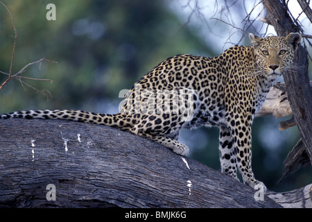 Il Botswana, Moremi Game Reserve, femmina adulta Leopard (Panthera pardus) illuminato dal sole al tramonto mentre appoggia sul lembo di albero Foto Stock